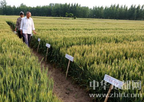 鹿邑：8旬老人研究小麥育種22年 人稱(chēng)麥地里的“袁隆平”