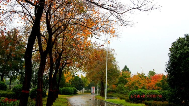 詩情畫意！秋冬之交一場雨 別樣周口落葉美