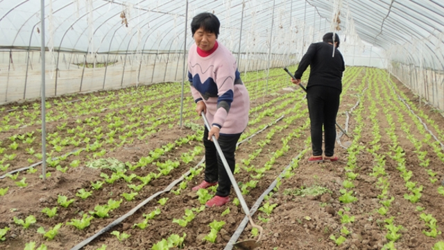 沈丘：發(fā)展大棚菜助農穩(wěn)增收