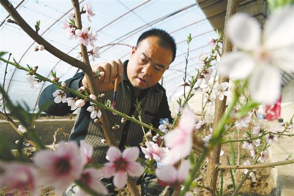 人勤春來(lái)早 再期豐收年