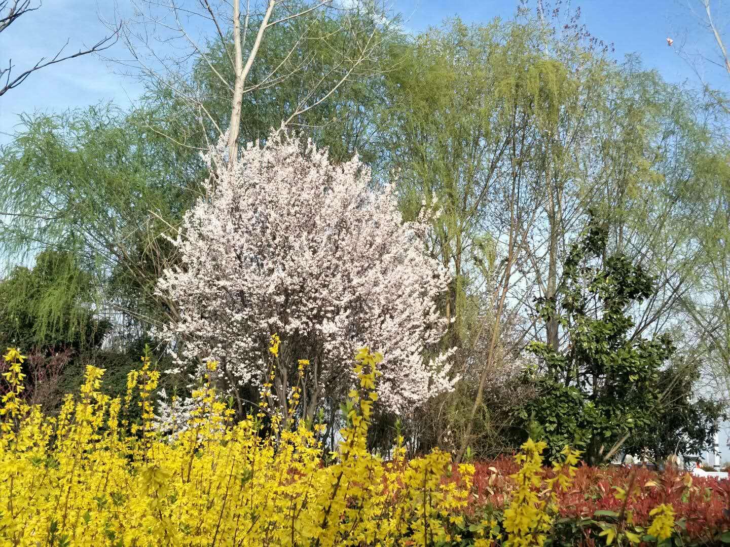 春天里，我們一起來看花