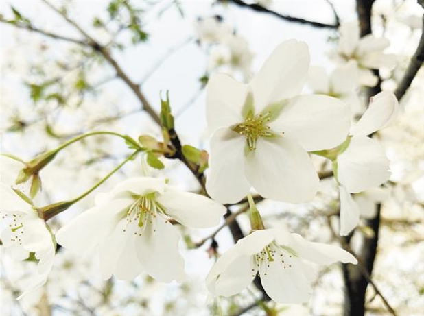 春光不負人 賞花正當(dāng)時之二：帶您領(lǐng)略一場浪漫“花事”