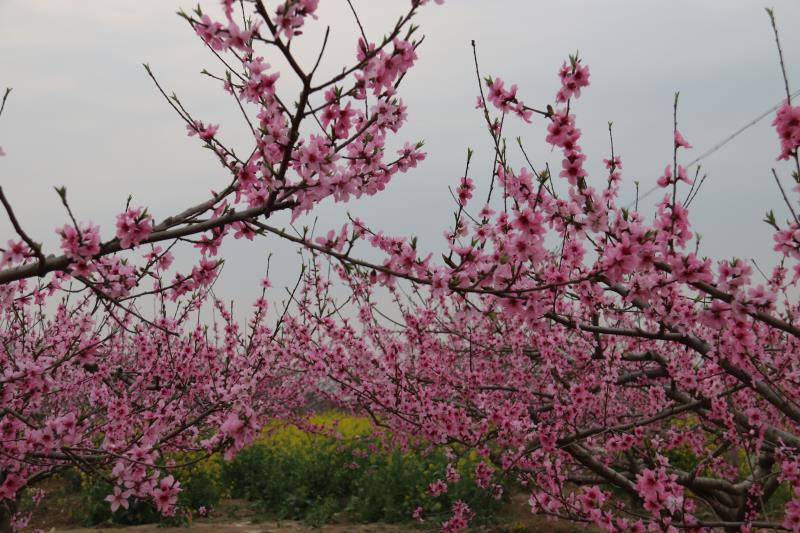 西華：萬(wàn)畝桃花開(kāi) 迎君賞花來(lái)