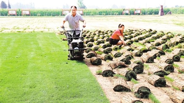 草坪種植助農增收