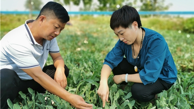 沈丘：發(fā)展藥材種植促增收