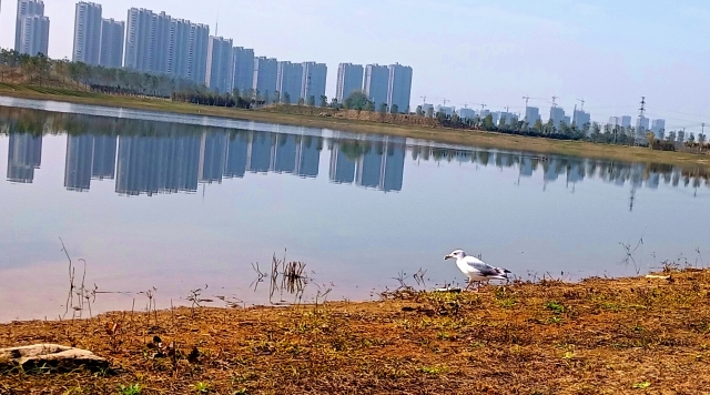 打造水生態(tài)城市，讓周口更宜居