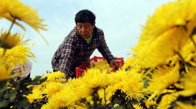 扶貧金菊花開艷