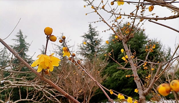 周口公園：冬日臘梅撲鼻香