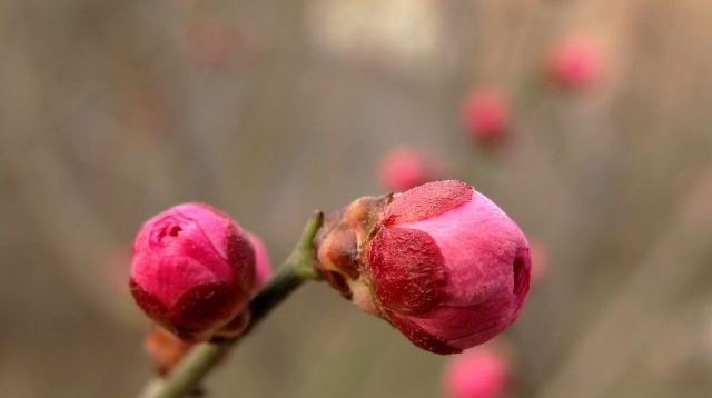 周口公園：含苞待放的梅花嬌艷欲滴