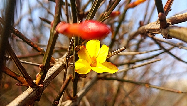 周口公園：迎春花開(kāi)喜迎春