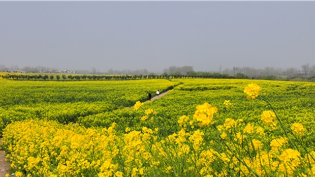 商水縣鄧城鎮(zhèn)油菜花海帶動農(nóng)旅經(jīng)濟