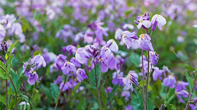 周口：諸葛菜花開(kāi)美如畫