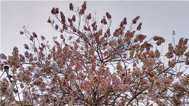 周口：又到梧桐花開時