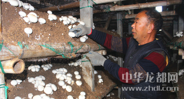 周口項城：食用菌種植基地內(nèi)，工人正在查看雙孢菇長勢